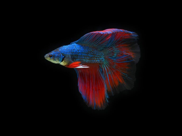 Vibrant blue and red Betta fish with flowing fins swimming against a black background.
