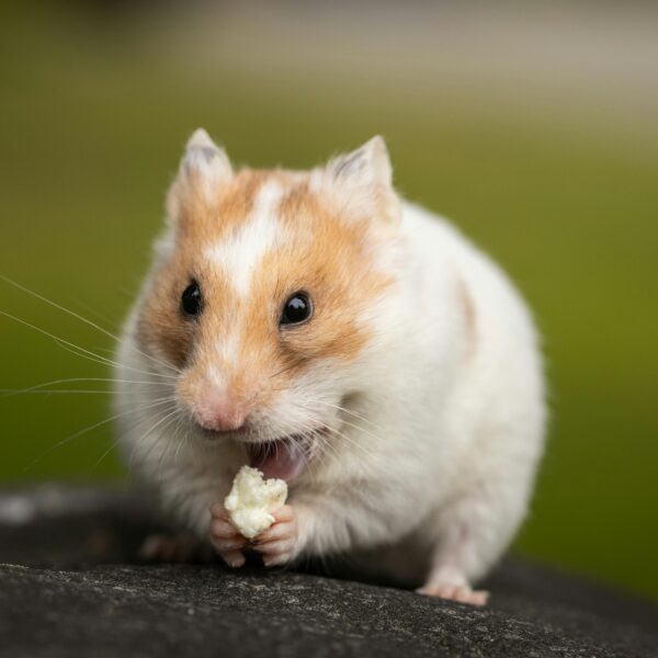 Small Animal