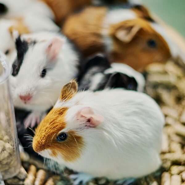 Guinea Pigs