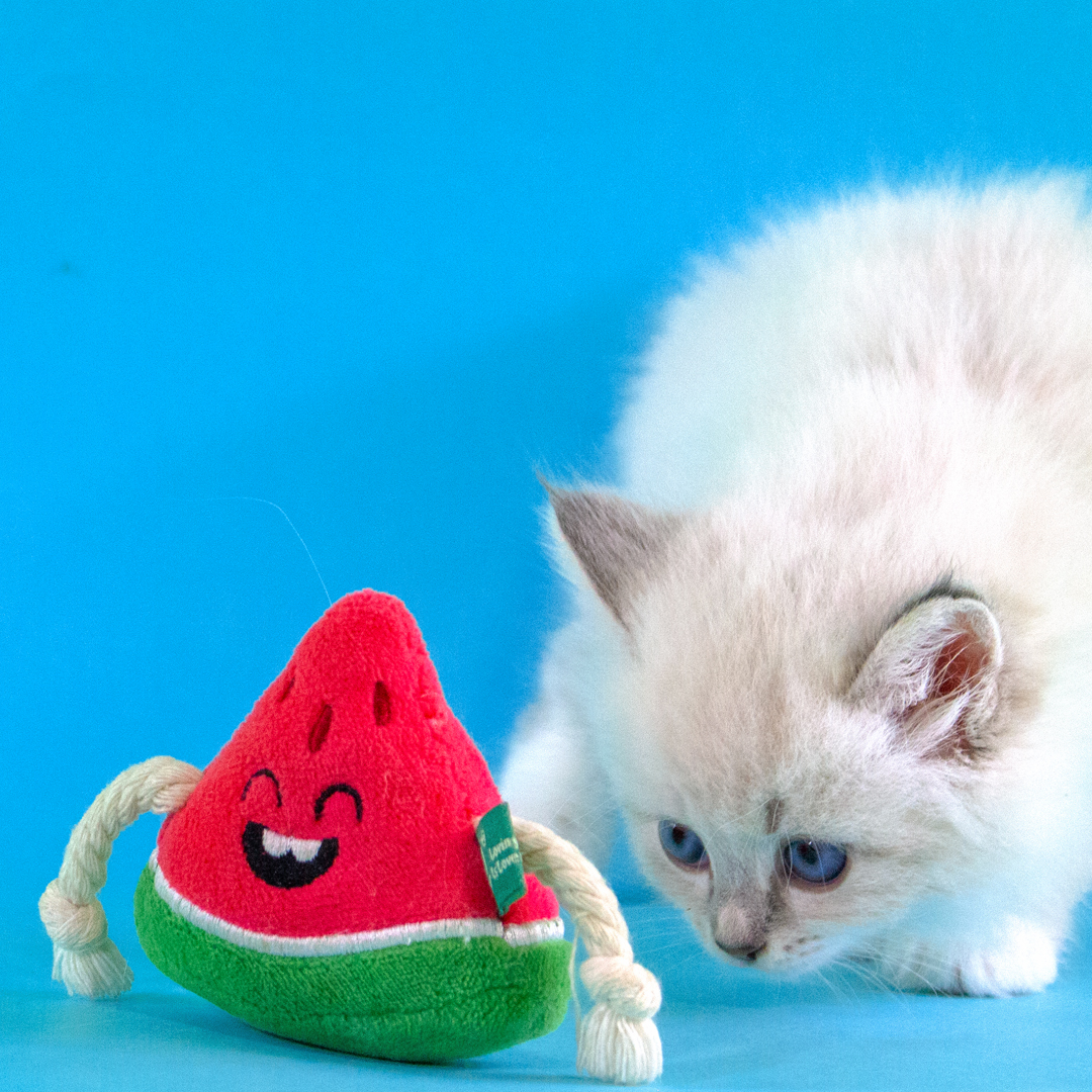 A small, fluffy white kitten with blue eyes is crouching and looking at a bright red and green watermelon-shaped plush toy against a vibrant blue background. The watermelon toy is shaped like a slice, featuring a green rind, a red center with black embroidered seeds, and a smiling face. It also has two white braided rope arms that extend from the sides. The kitten is in the background, facing the toy.