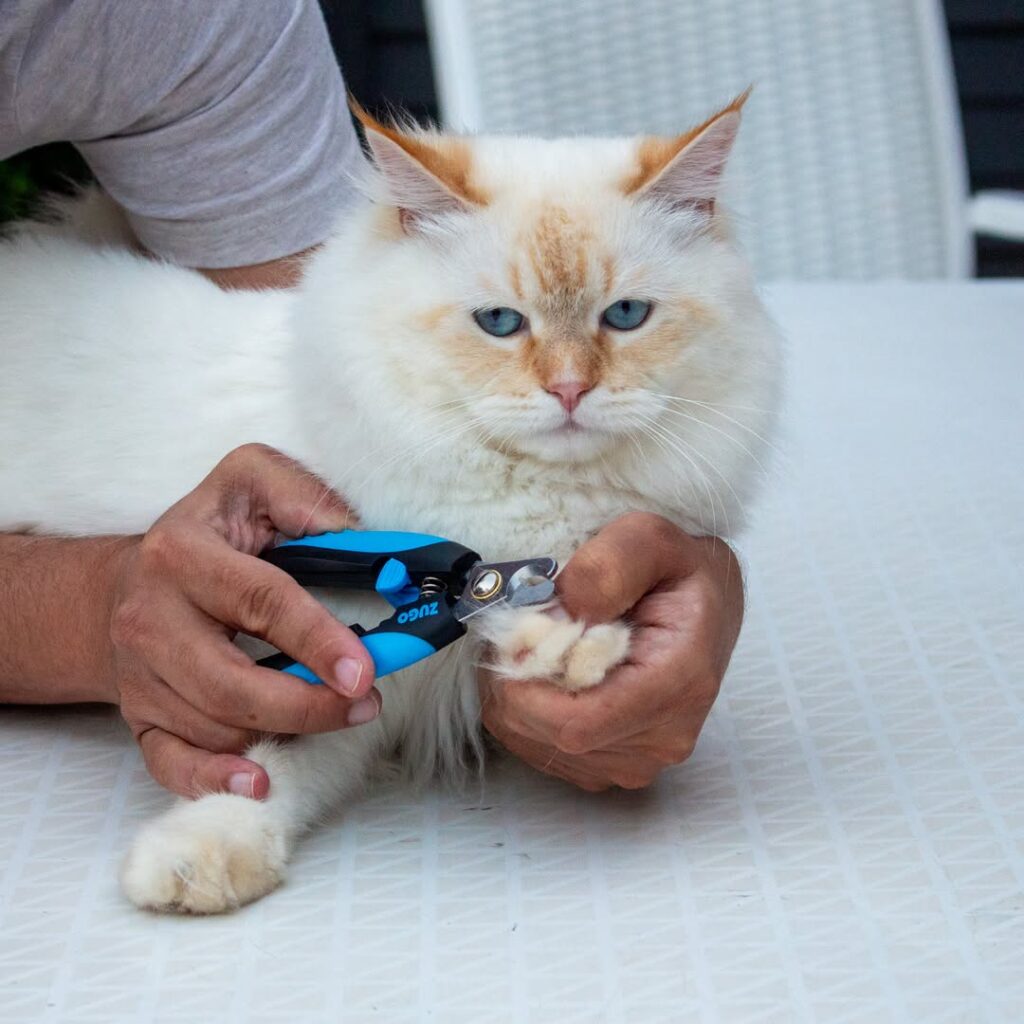 Cat Claw Care For Indoor Cat Owners