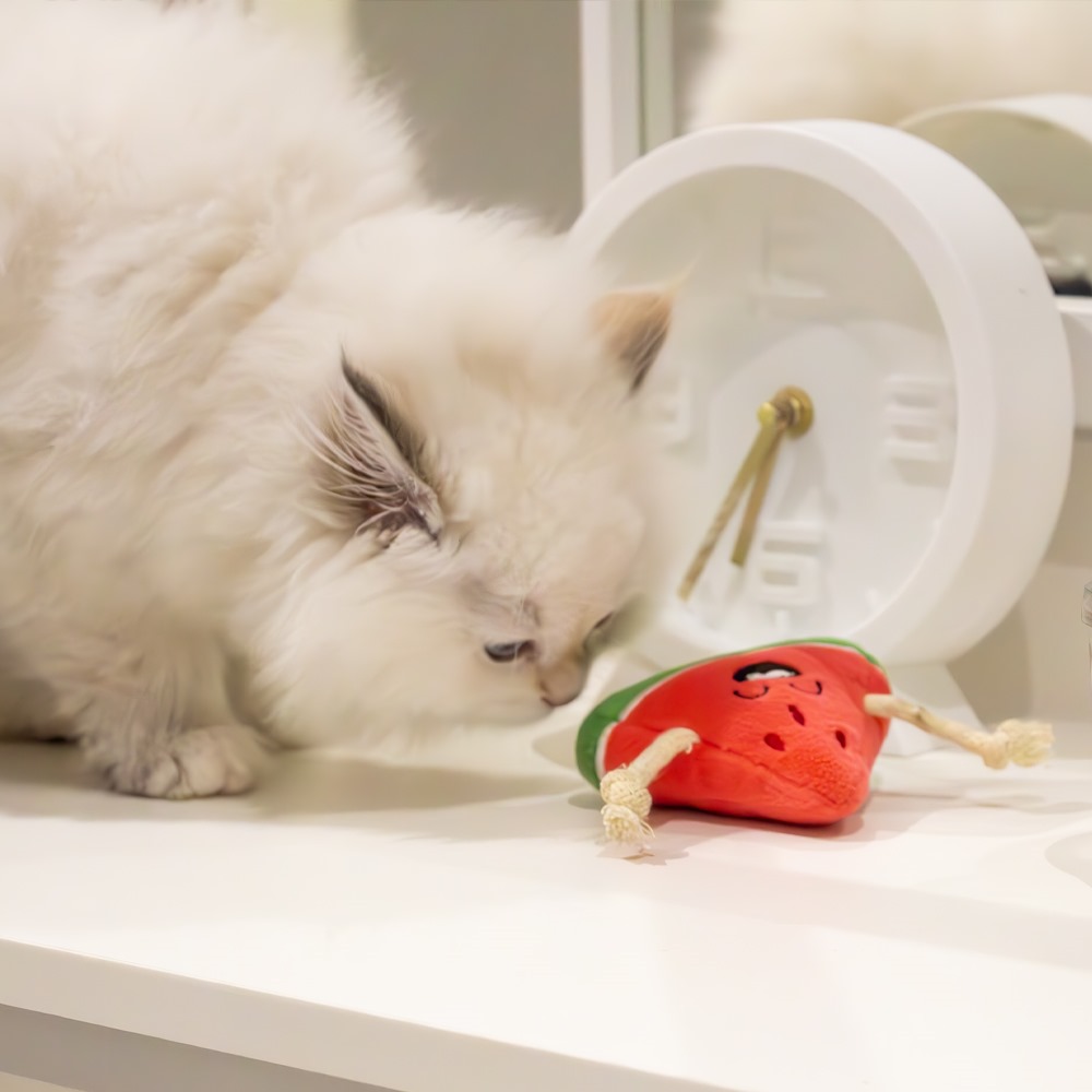 A fluffy white Persian or Himalayan kitten investigates the Zugo Watermelon Plush Catnip & Sound Toy, which is a red and green watermelon slice with a cute stitched face and rope arms, lying on a white counter next to a white clock.