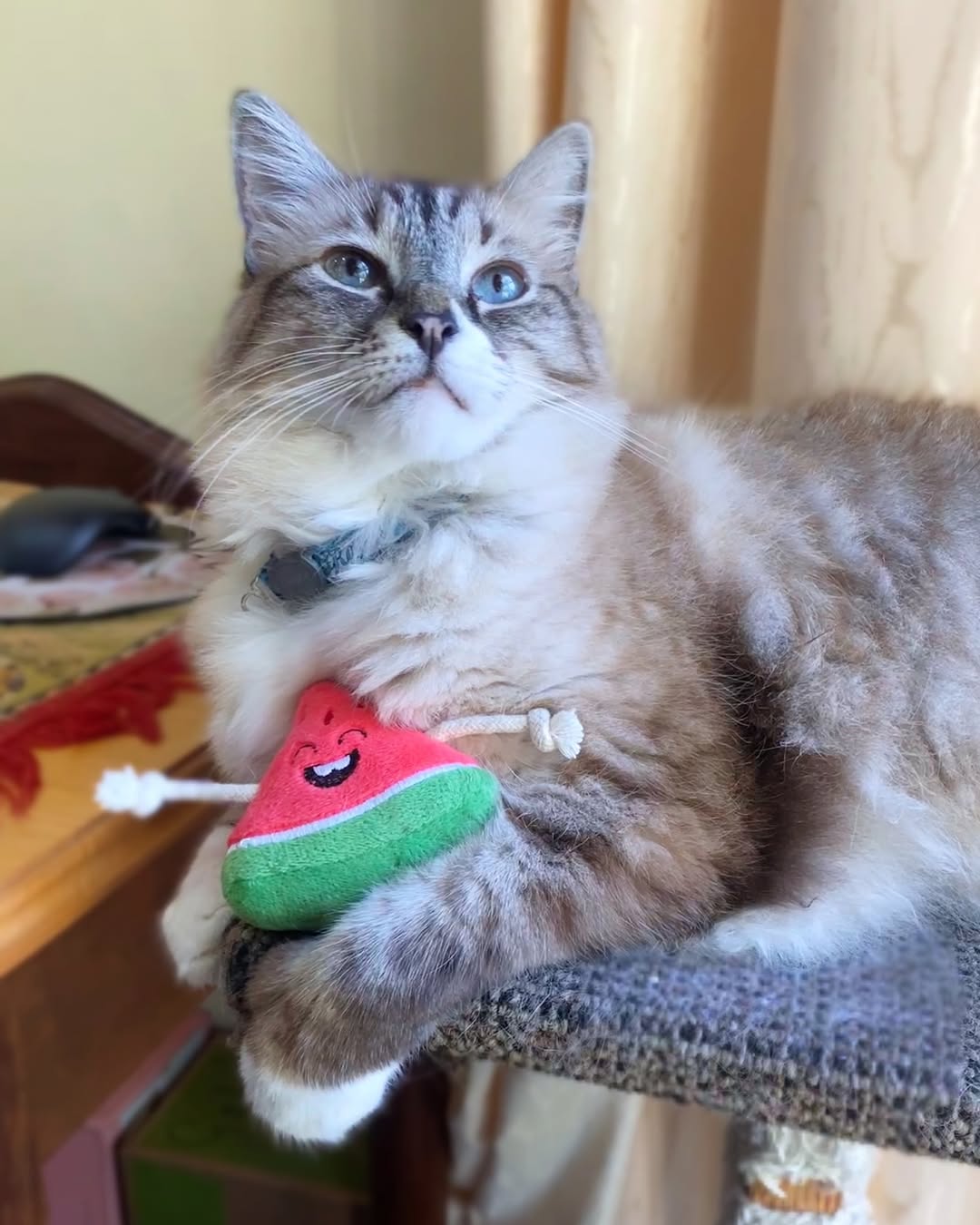 A Lynx Point Ragdoll cat with blue eyes is resting on a scratching post, holding the red and green Zugo Watermelon Plush Catnip Toy with its white paw.
