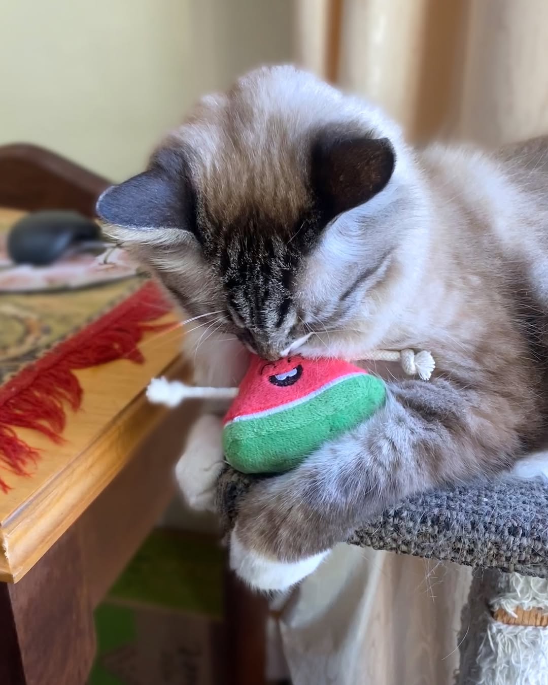 A Lynx Point Ragdoll cat is sniffing and nuzzling the red and green Zugo Watermelon Plush Catnip Toy while resting on a scratching post.