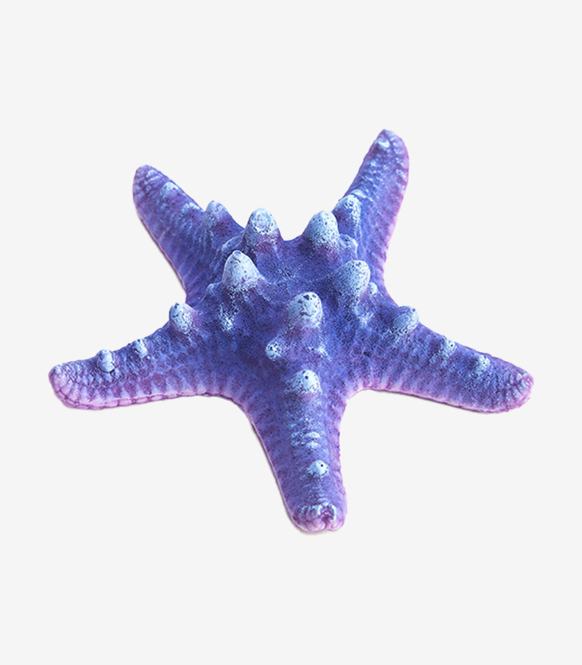 Bubblegum Sea Star aquarium ornament, a vibrant five-pointed starfish with a purple and blue color and raised bumps.