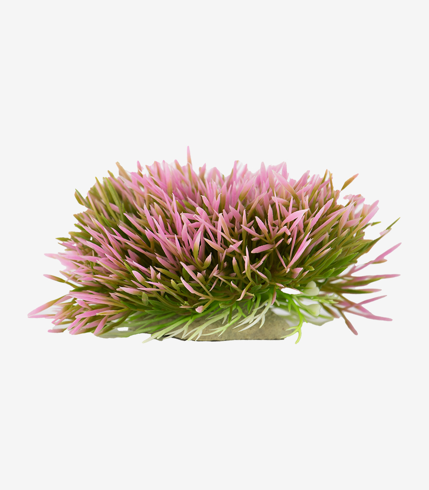 Rosy Shrub aquarium ornament, a low, bushy plant with a mix of spiky pink and green blades.