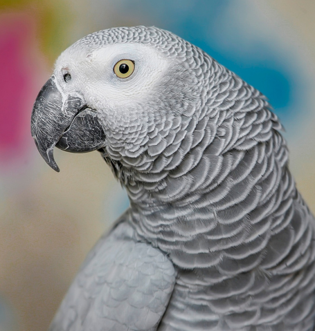 Close-up portrait of a majestic African Grey Parrot with gray feathers and bright yellow eyes.