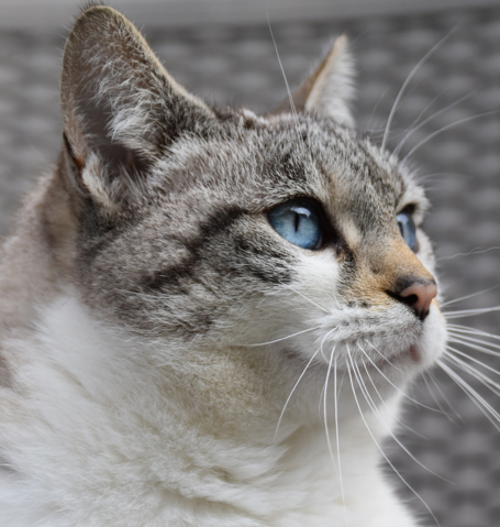 Close-up profile portrait of a beautiful tabby point cat with striking bright blue eyes.