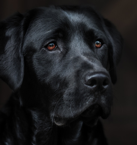 Close-up portrait of a handsome black Labrador Retriever dog with deep brown eyes.