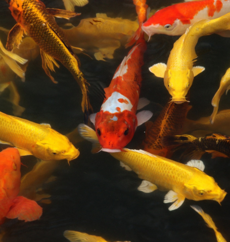 Group of brightly colored Koi fish swimming in a pond, featuring orange, red, and golden yellow varieties.