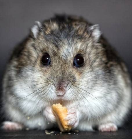 Close-up portrait of a fluffy winter white or gray dwarf hamster eating a small treat and looking at the camera.