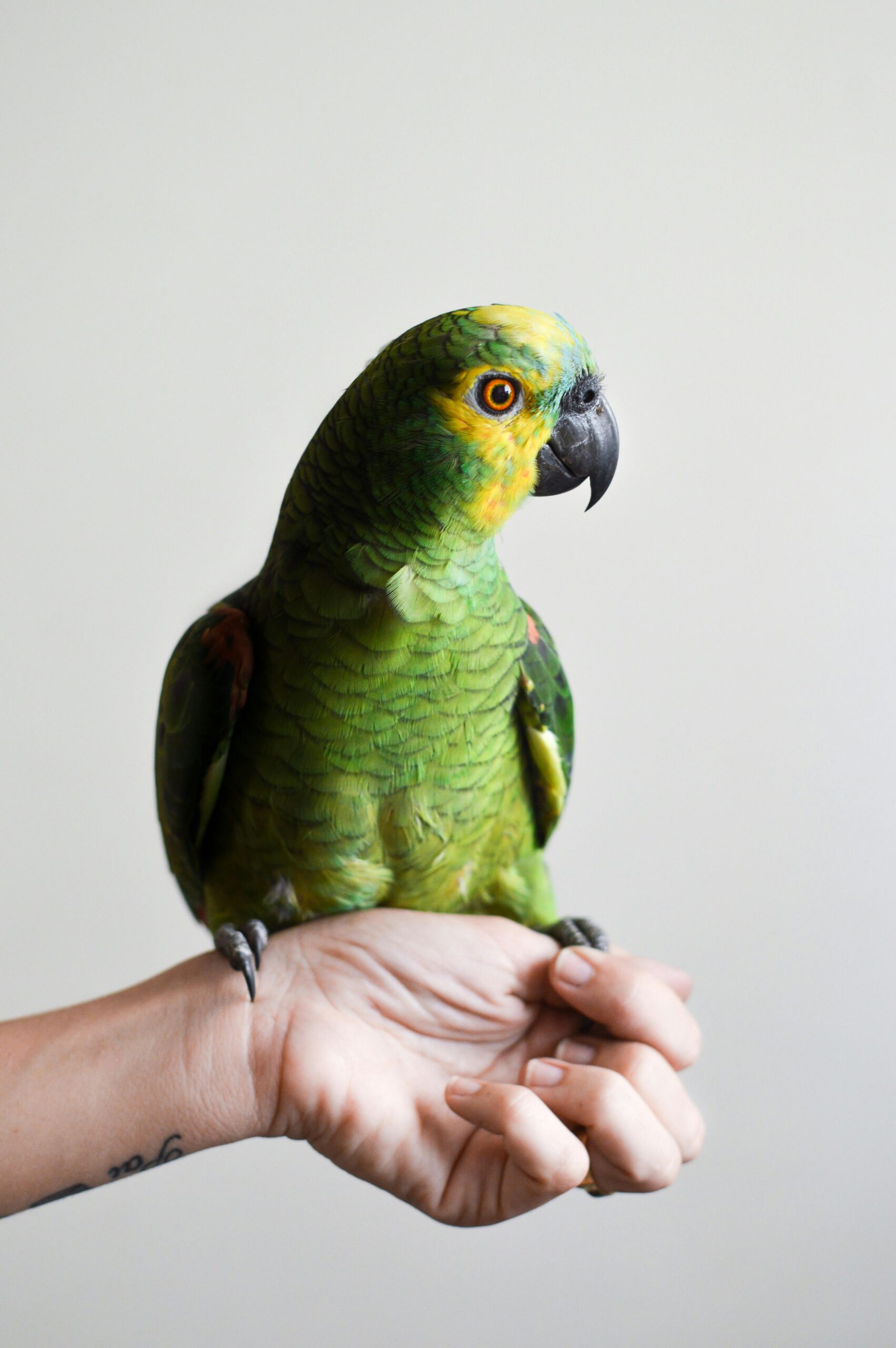A bright green and yellow Amazon Parrot sitting calmly perched on a person's open hand, against a plain white background.