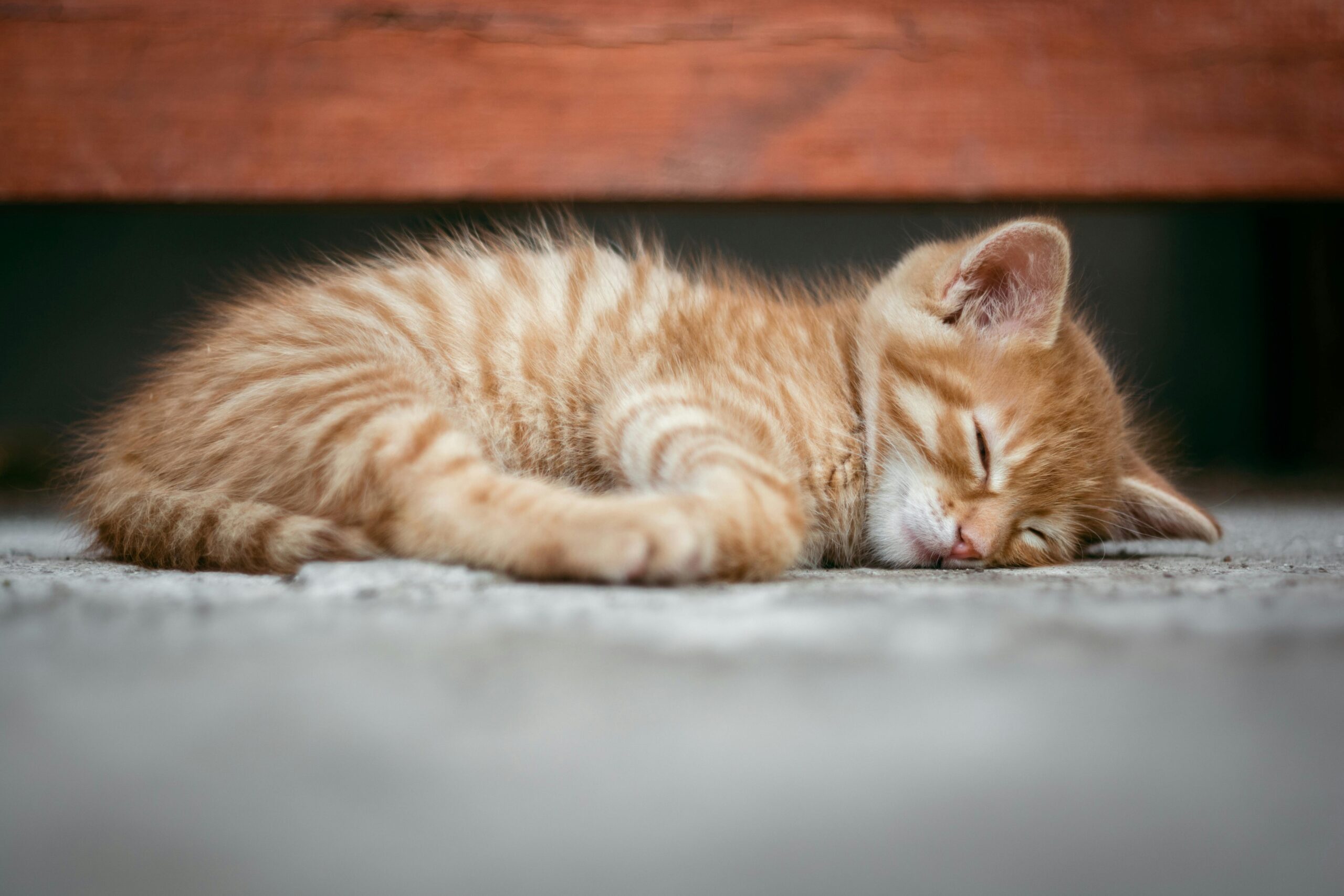 Tiny ginger and white tabby kitten sleeping peacefully curled up on a gray concrete floor, beneath a wooden bench.