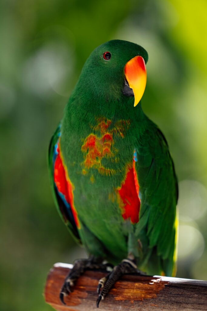 Vibrant male Eclectus Parrot with bright green feathers, a red patch under its wings, and a yellow-orange beak.