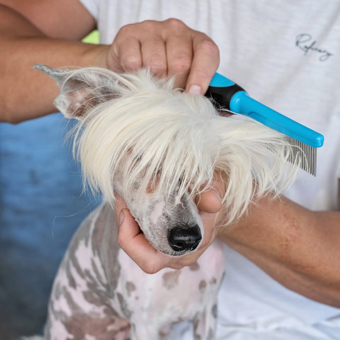 A person is gently using a blue and black Zugo 29 Pin Dog Grooming Comb to comb the long white head fur of a white and spotted Chinese Crested dog whose eyes are covered by its hair.