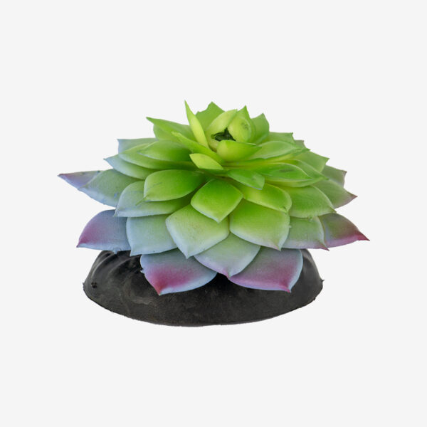 Succulent Plant aquarium ornament, a realistic succulent plant with a green-to-purple rosette of thick leaves.