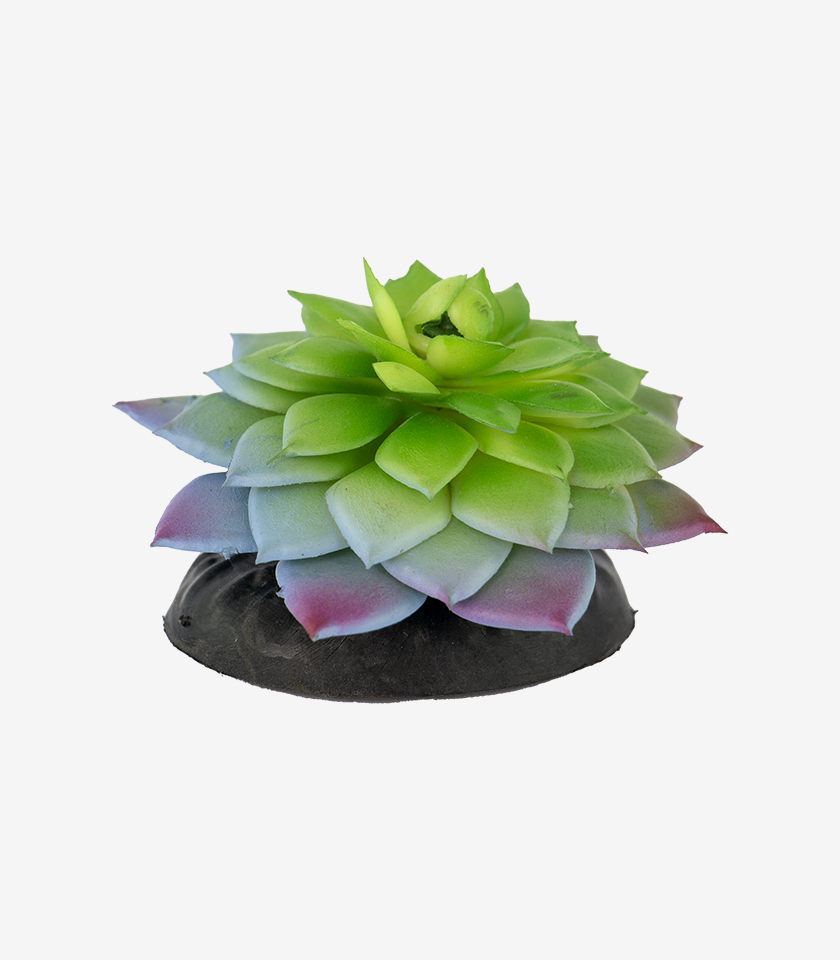Succulent Plant aquarium ornament, a realistic succulent plant with a green-to-purple rosette of thick leaves.