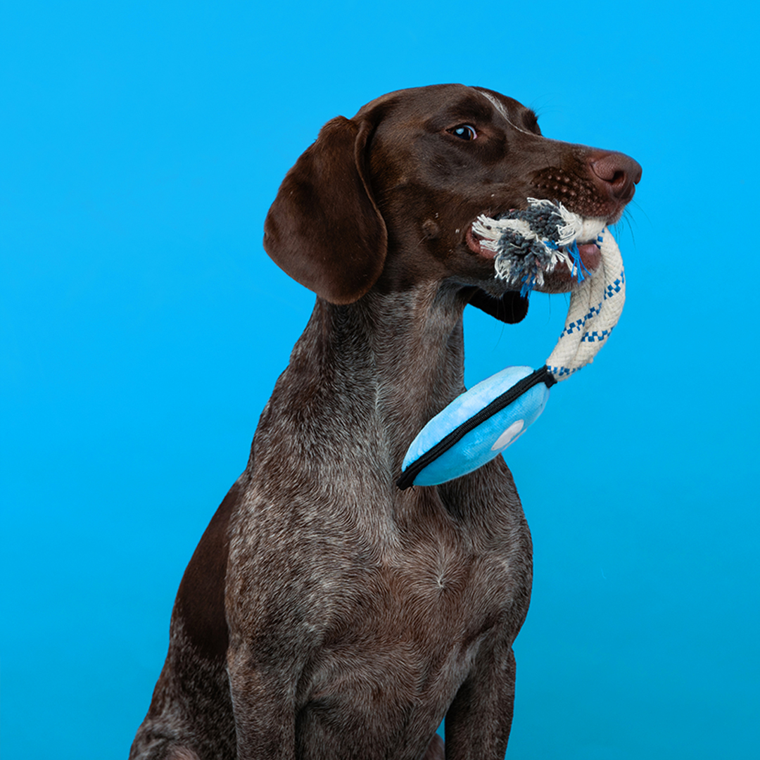 A German Shorthaired Pointer dog with a dark brown, speckled coat is looking to the right while holding a rope dog toy in its mouth against a bright blue background. The dog is holding the frayed, gray and white rope toy by its knotted end. The rope is white with blue threading and connects to a light blue plush disc or body part that hangs below the dog's chin.