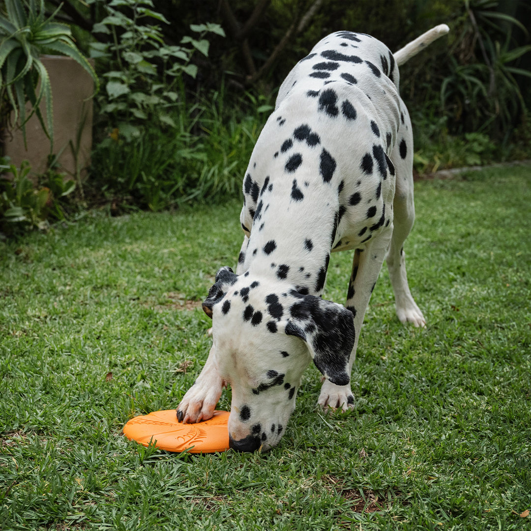 A black and white Dalmatian dog with its head down is holding a bright orange Zugo Aeroglide EVA Dog Toy flat on the grass with one of its paws in a backyard setting.