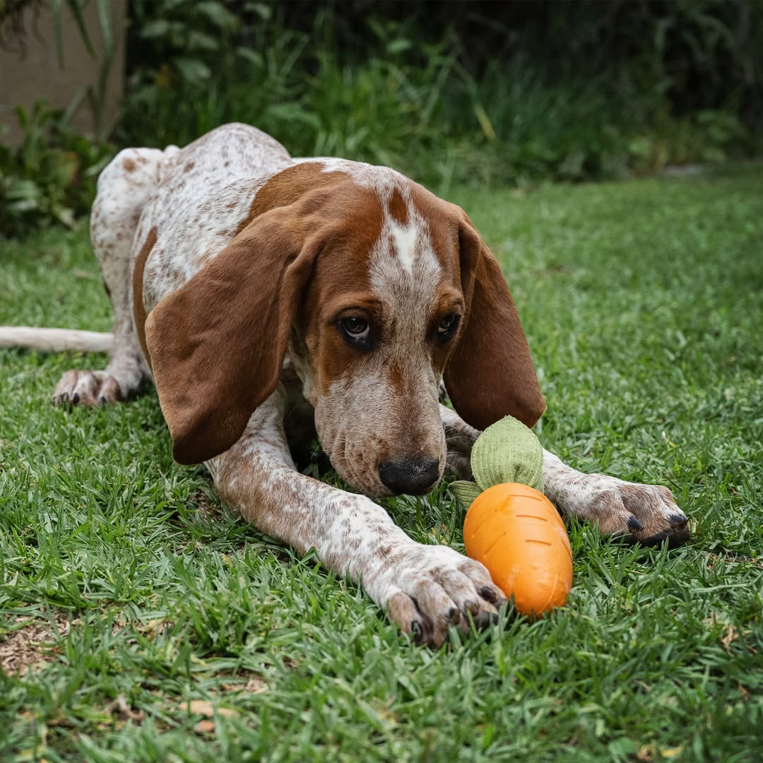 A brown and white spotted dog, possibly a Pointer or Hound puppy, is sniffing a bright orange Zugo Crisp Carrot Rubber Dog Toy on a grassy lawn. The dog is crouched down with its long, floppy ears touching the ground, inspecting the toy's green fabric top.