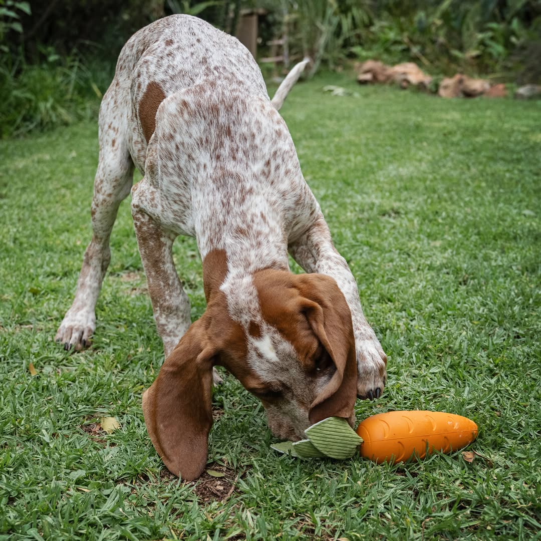 A brown and white spotted dog, possibly a Pointer or Hound puppy, is lying down on a grassy lawn with its paws stretched out next to a bright orange Zugo Crisp Carrot Rubber Dog Toy. The dog is looking directly at the camera. The rubber carrot toy is accompanied by a green fabric leaf/stem component.