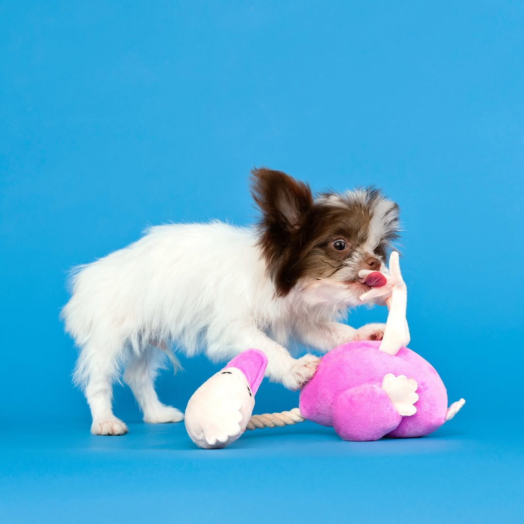 A small, fluffy white and brown puppy is actively playing with a pink and beige Zugo Ostrich Plush Dog Toy on a bright blue background. The puppy is leaning down, licking the ostrich toy's outstretched pink leg while holding the toy's round, pink body with its front paws. The beige neck and head of the plush toy are visible near the puppy's face.