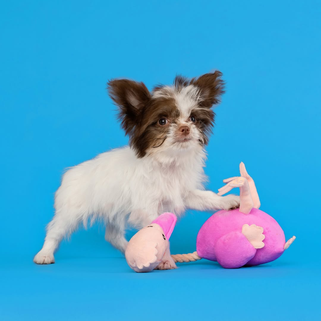 A small, fluffy white and brown puppy is standing over a pink and beige Zugo Ostrich Plush Dog Toy on a bright blue background. The puppy has large, upright ears and is looking directly at the camera, with one front paw resting on the round, pink body of the toy. The toy is positioned on its side, showing its beige neck and head and a white rope extending from the body.