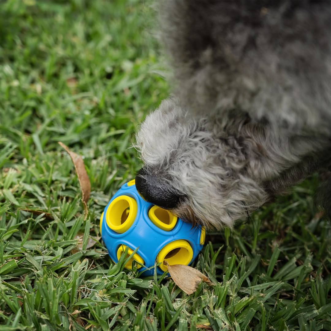 An extreme close-up of a gray, fluffy dog's nose pressing down on a blue and yellow Zugo Whirlball Rubber Dog Toy on a patch of green grass. The blue rubber ball has circular yellow holes and is slightly embedded in the grass.