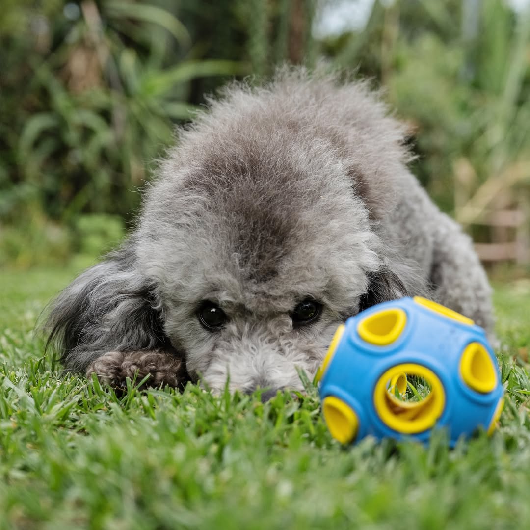 A close-up, outdoor shot of a fluffy gray Poodle or Poodle mix lying down on green grass, looking at a blue and yellow Zugo Whirlball Rubber Dog Toy. The dog's head is resting on the ground, and its dark eyes are focused on the geometric, hollow ball toy in the foreground.
