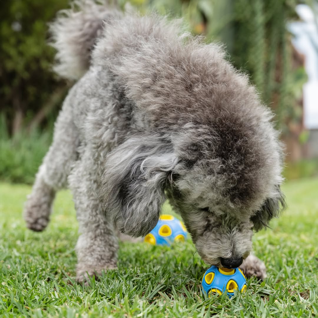 A gray Poodle or Poodle mix is standing on a patch of green grass, sniffing a blue and yellow Zugo Whirlball Rubber Dog Toy with its nose. The dog is hunched over the ball, which is visible in the lower center. A second, blurred Whirlball toy is visible under the dog's chest.
