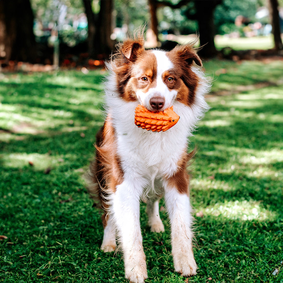 A brown and white Australian Shepherd or Border Collie is looking directly at the camera, holding a bright orange, textured, hedgehog-shaped Zugo Zuhog Rubber Dog Toy in its mouth.