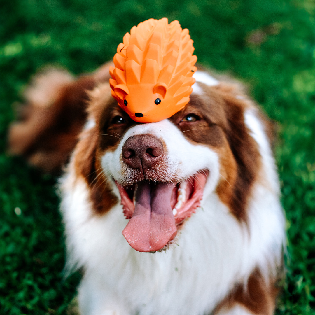 A close-up of a smiling brown and white Australian Shepherd or Border Collie with its tongue out, balancing a bright orange, textured, hedgehog-shaped Zugo Zuhog Rubber Dog Toy on the top of its head.