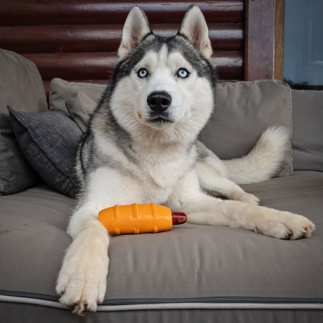 A handsome gray and white Siberian Husky dog with striking blue eyes is lying on a gray outdoor couch, posing with an orange, hot dog-shaped rubber chew toy with a red tip.