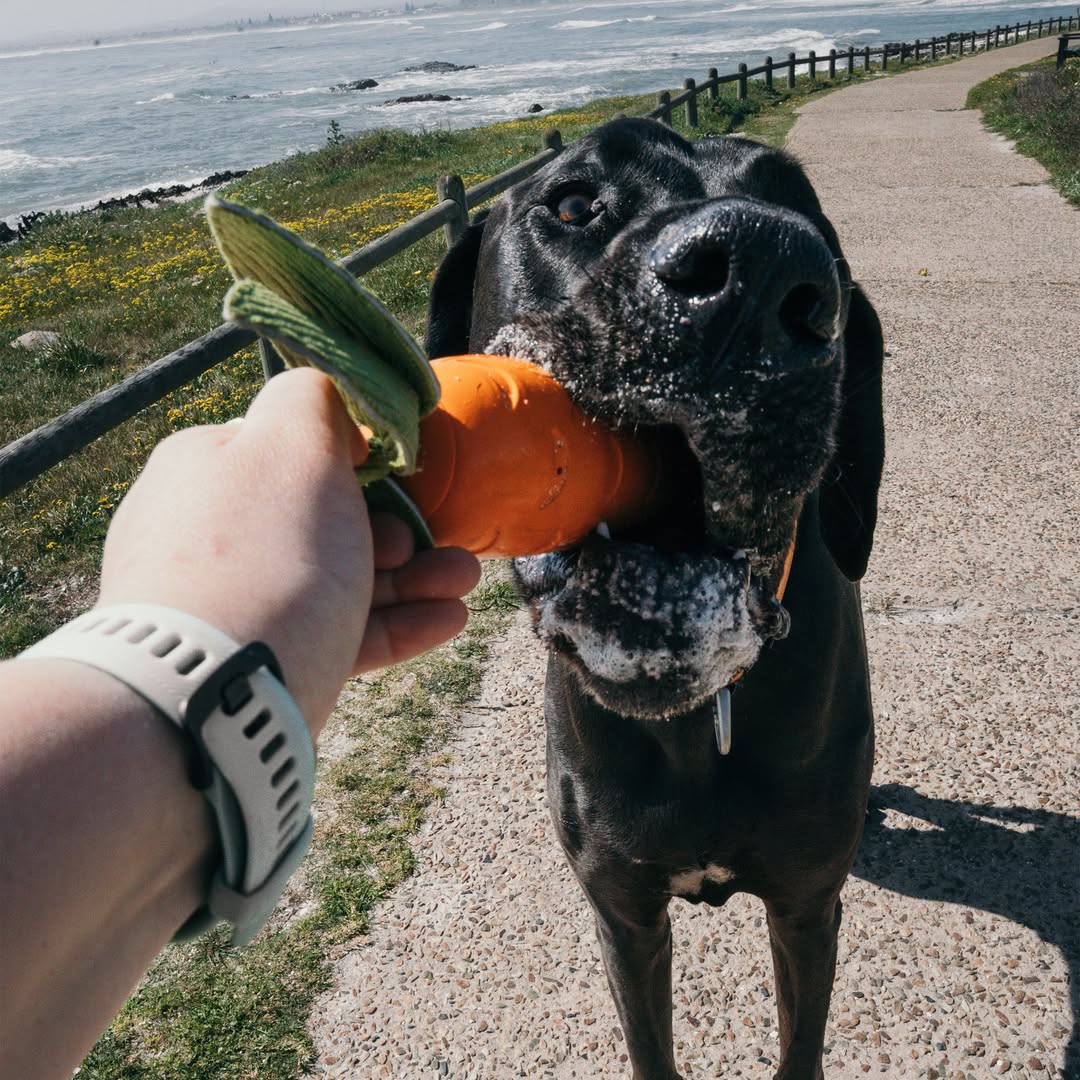 A large black dog with white foam around its mouth takes the orange and green Crisp Carrot Rubber Dog Toy from a person's hand on a coastal path near the ocean.
