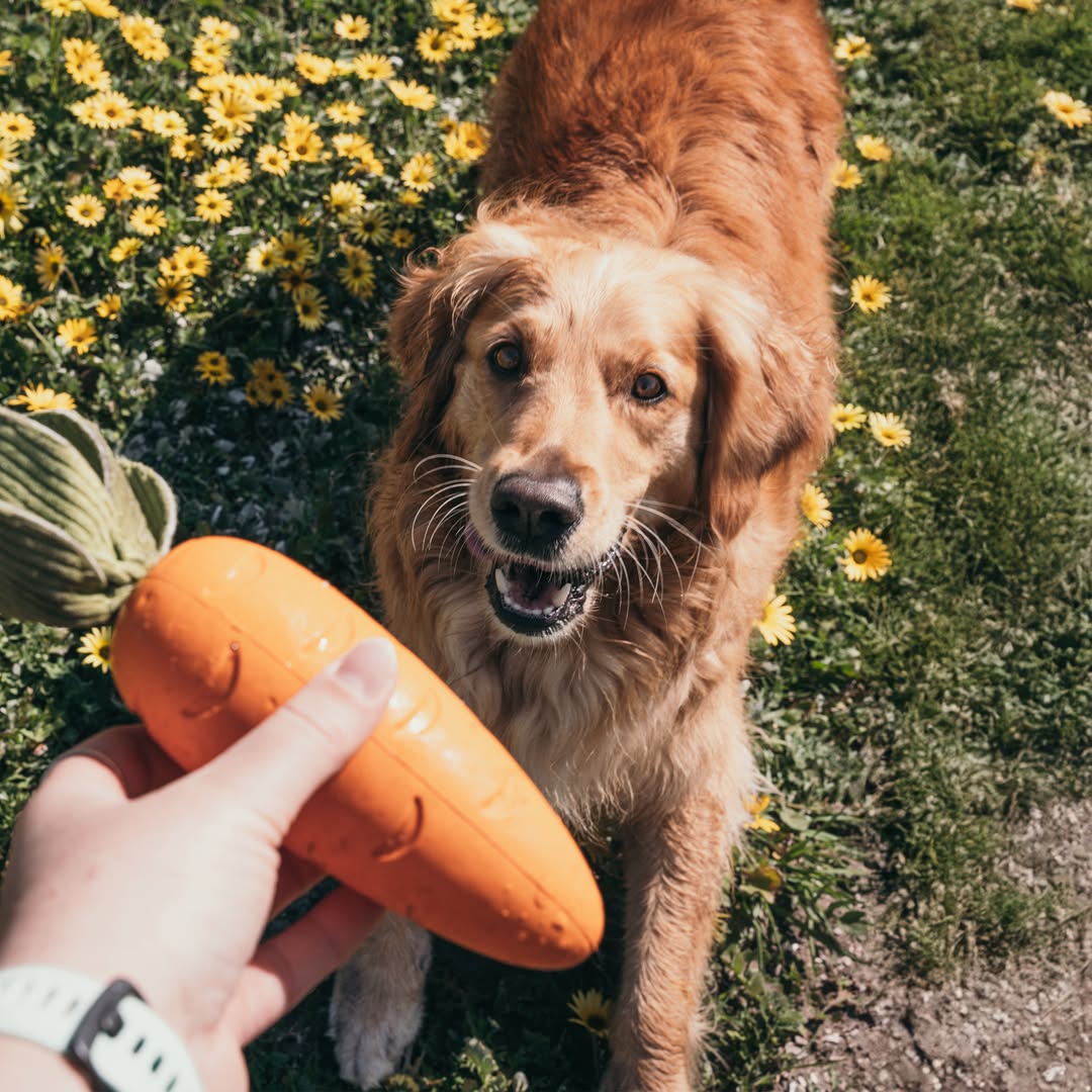 A Golden Retriever with golden-brown fur stands on grass amidst small yellow flowers, looking up expectantly at a person's hand holding an orange Crisp Carrot Rubber Dog Toy. The dog's mouth is slightly open in a happy expression, and its whiskers are visible. The top of the carrot toy has a green, textured fabric "leaf" attached. The background is a mix of green grass and bright yellow blossoms.