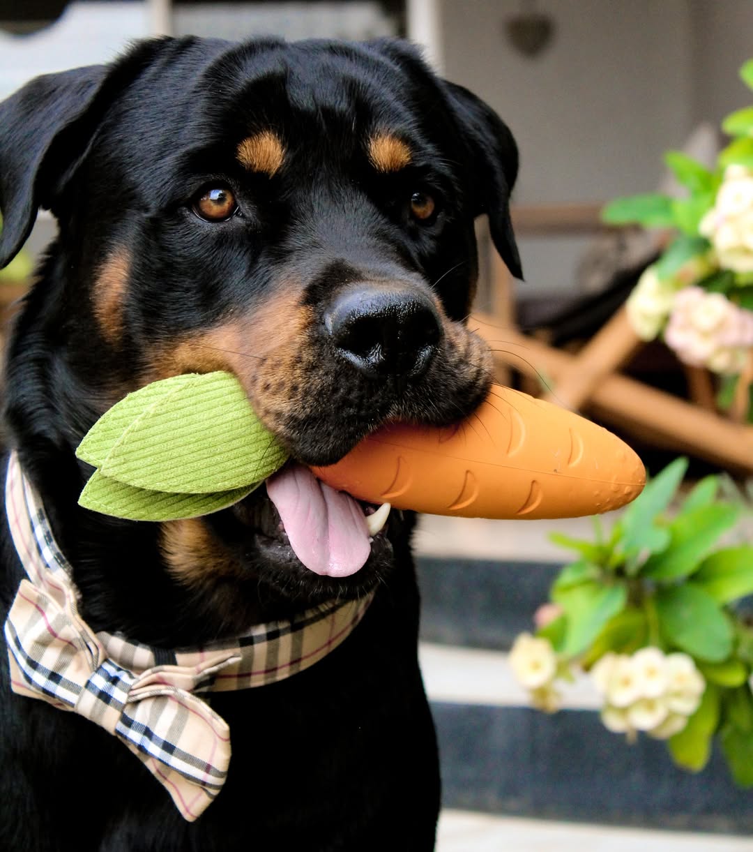 A black and tan Rottweiler dog, wearing a plaid bow tie collar, stands outdoors and proudly holds a bright orange and green Crisp Carrot Rubber Dog Toy in its mouth. The dog is looking directly forward, and its tongue is slightly visible beneath the toy. The background is a mix of a blurred porch area and green plants with light-colored flowers.