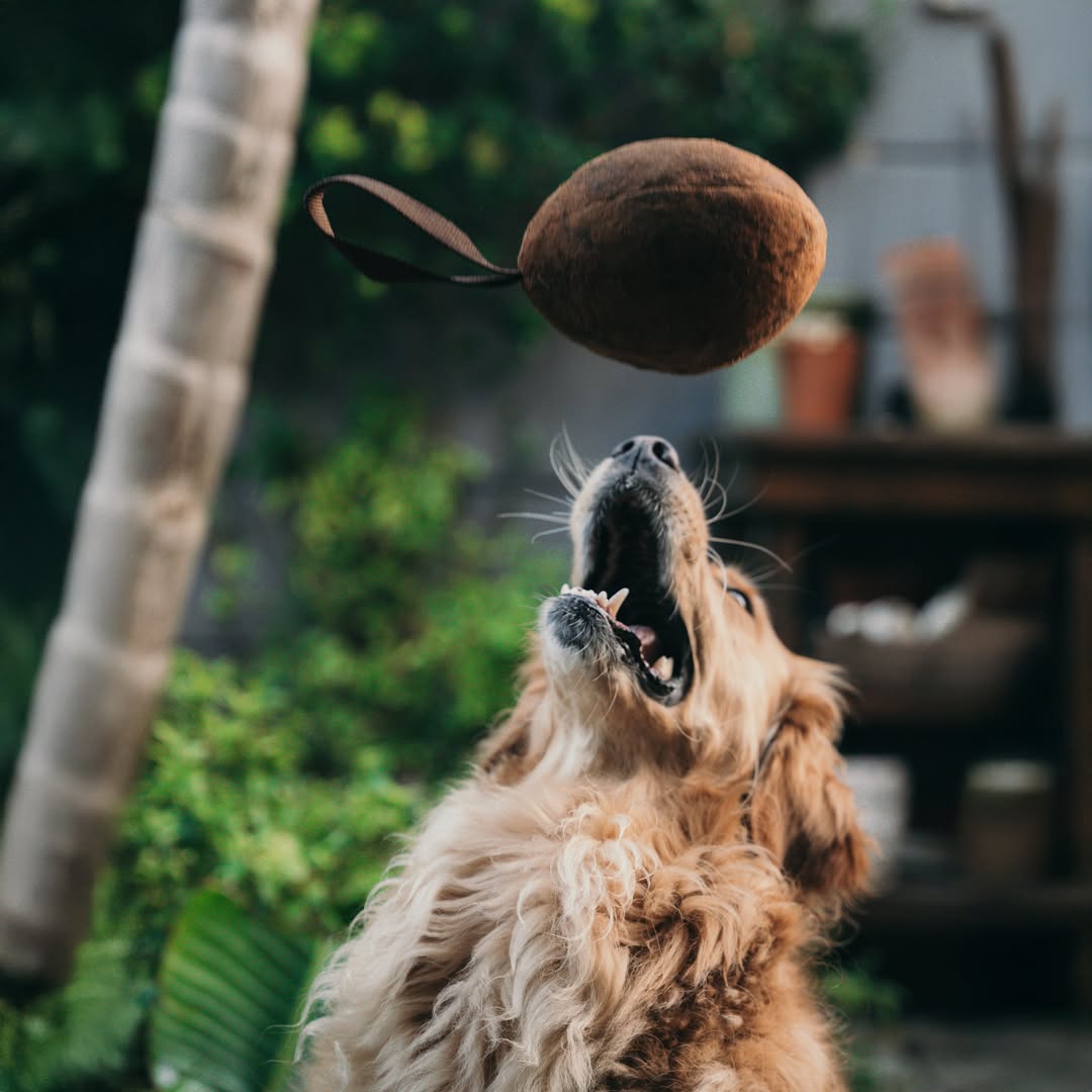 A Golden Retriever dog jumps up with its mouth wide open, trying to catch the brown Plushball Plush Dog Toy in mid-air during a game of fetch.