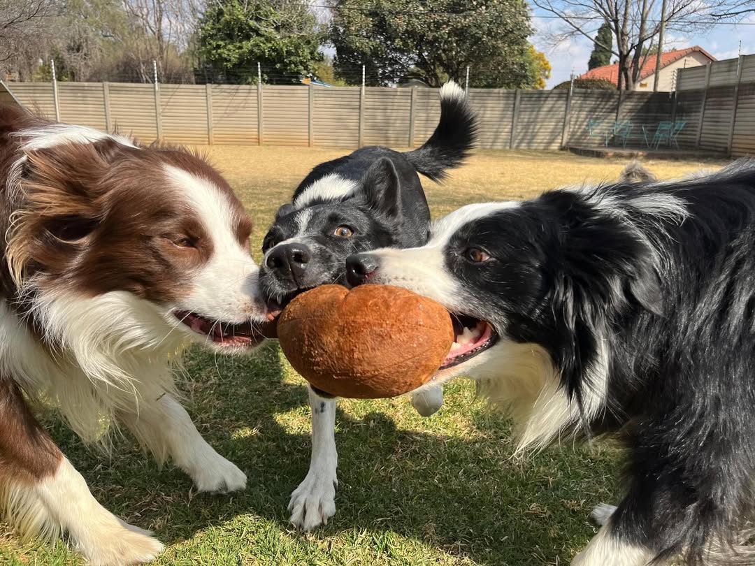 Three active Border Collie dogs, two black-and-white and one brown-and-white, are engaged in a vigorous game of tug-of-war over a round, brown Zugo Plushball Plush Dog Toy. The dogs are closely clustered, all pulling on the toy with focused expressions. The scene is outdoors on a sunny day in a grassy backyard with a blurred wooden fence in the background.