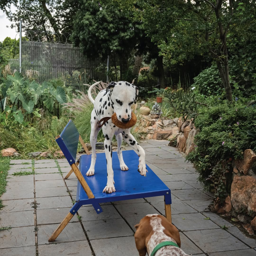 A Dalmatian dog stands on a blue elevated dog bed on a patio, holding a brown Plushball Plush Dog Toy in its mouth while looking down at a second dog below.