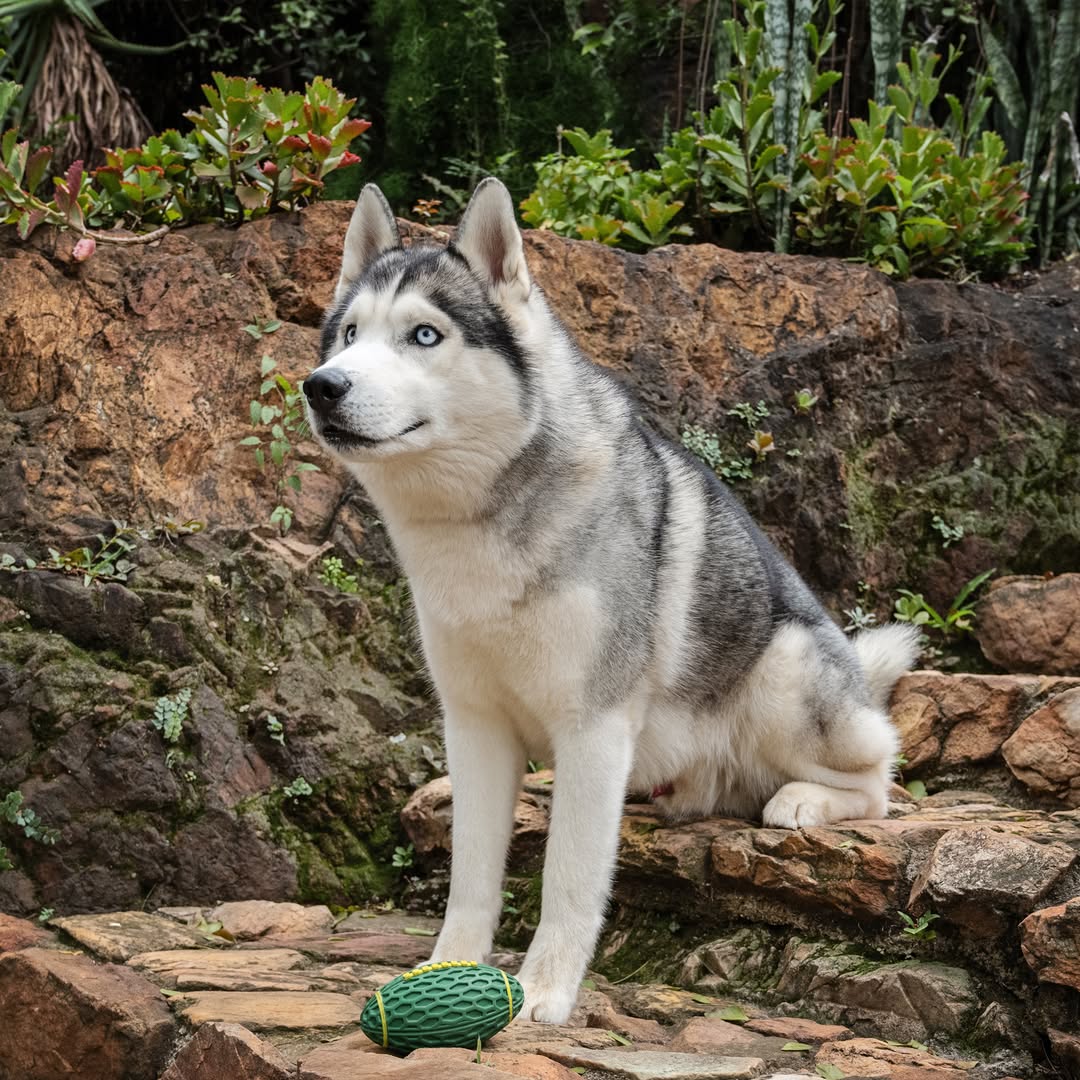 A majestic gray and white Siberian Husky with bright blue eyes sits outdoors on a rock ledge, posing next to the green, textured Zugo Rugby Ball Rubber Dog Toy, highlighting its unique shape and grip.