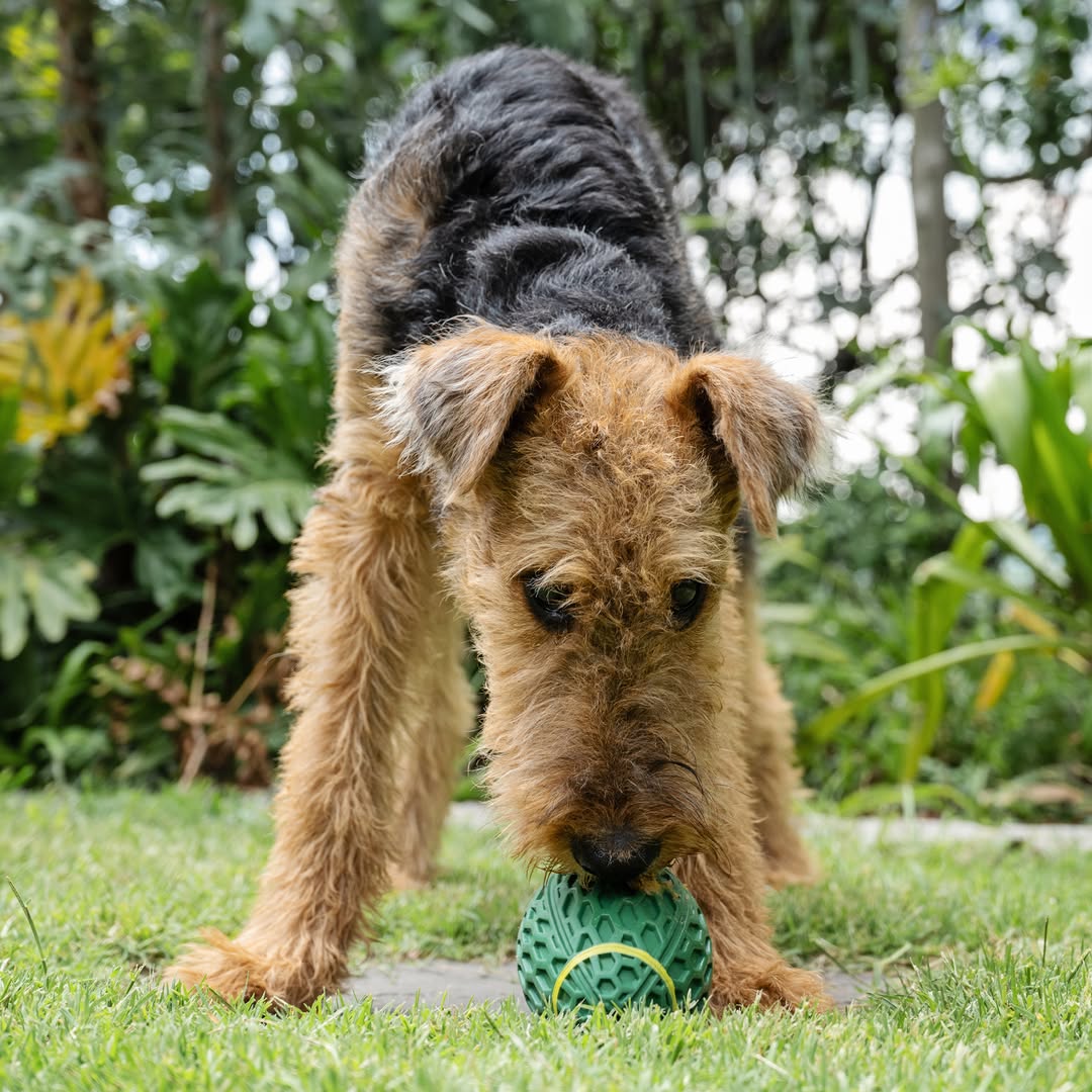 A black and tan Airedale Terrier dog is standing on a green lawn, sniffing and playing with a green Zugo Rugby Ball Rubber Dog Toy with a yellow band around it.