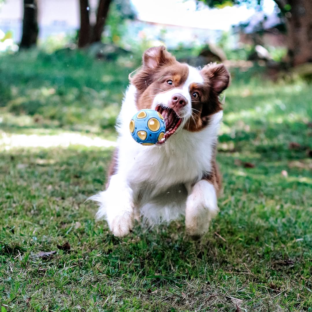 An energetic brown and white Australian Shepherd dog is captured mid-air, jumping to catch the blue and yellow Whirlball Rubber Dog Toy during a game of fetch on a green lawn.