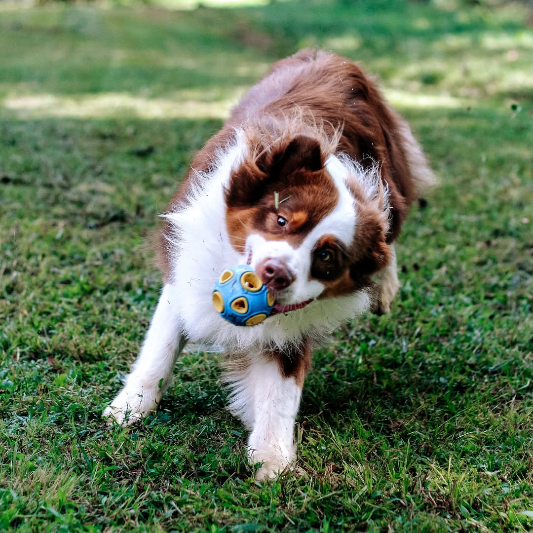 A brown and white Australian Shepherd dog runs across a grassy yard, carrying the blue and yellow Whirlball Rubber Dog Toy in its mouth, demonstrating the toy's easy-to-grip texture.