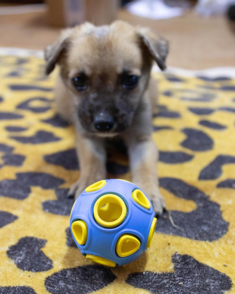 A small brown puppy lies on a yellow and black leopard-print rug, looking at the blue and yellow Whirlball Rubber Dog Toy in the foreground.