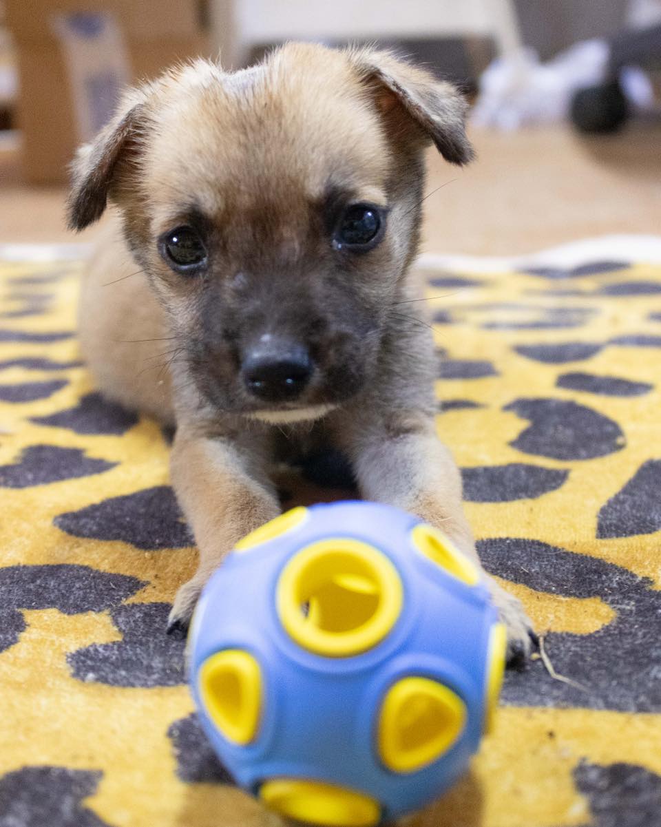 A small brown puppy lies on a yellow and black leopard-print rug, looking intently at the blue and yellow Whirlball Rubber Dog Toy.