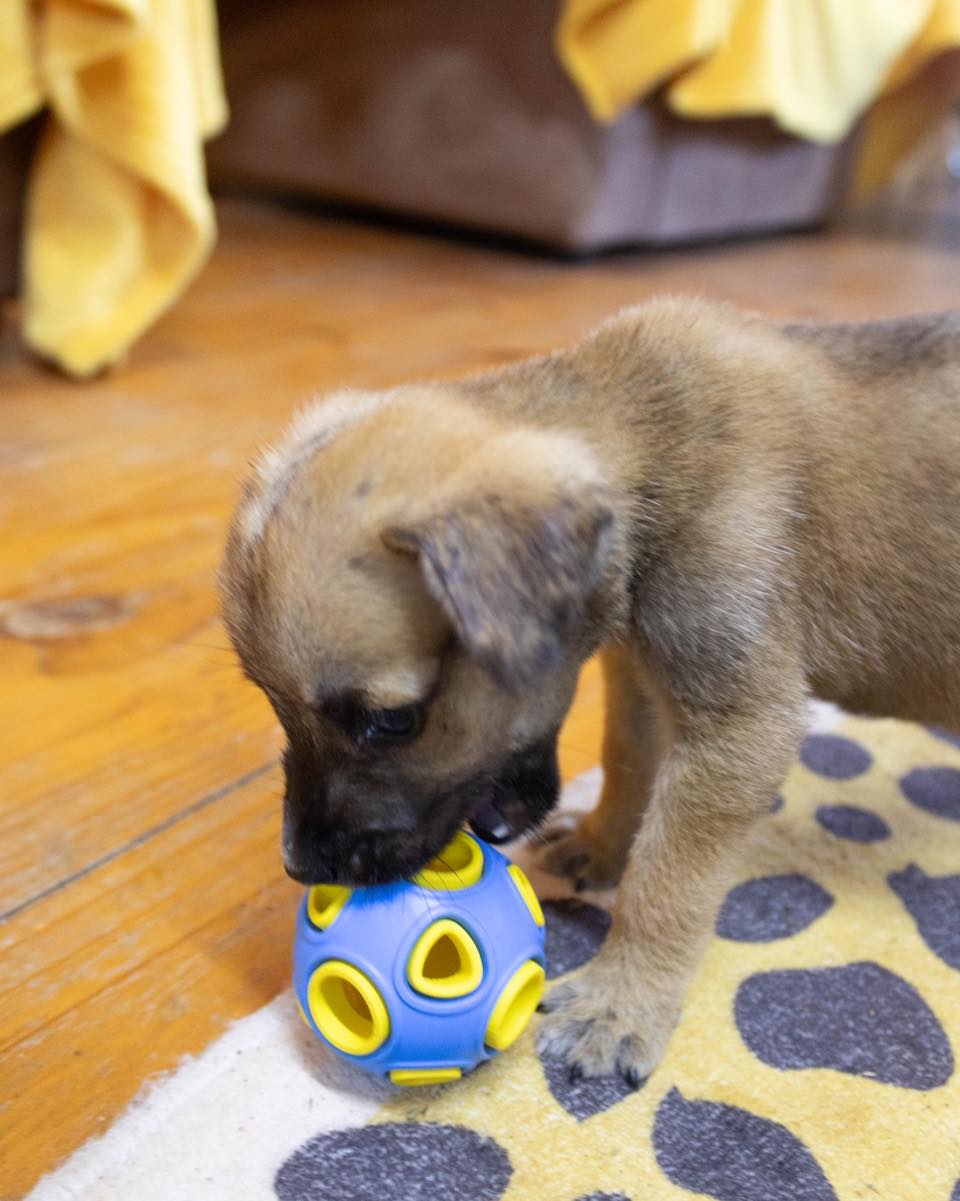 A small brown puppy stands on a leopard-print rug and noses the blue and yellow Whirlball Rubber Dog Toy.