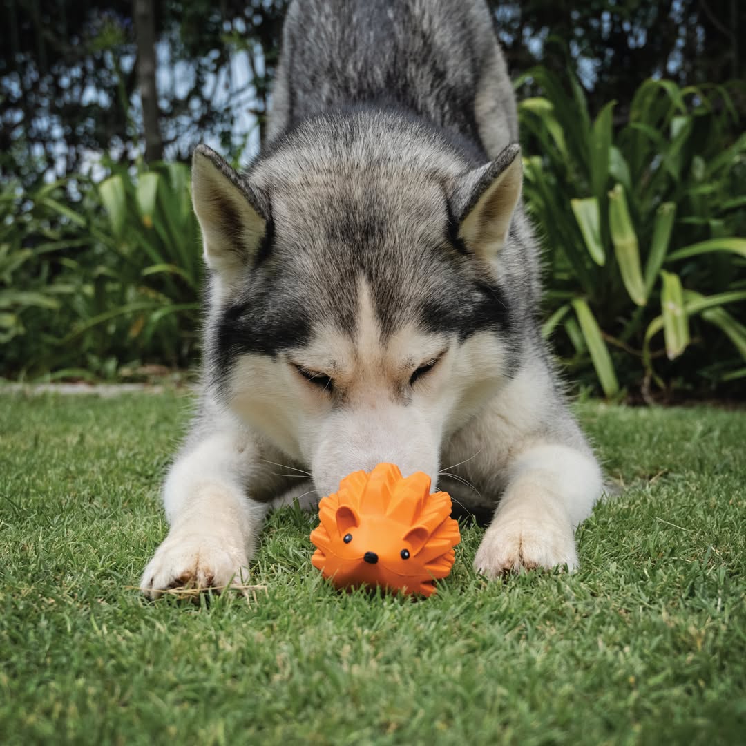 A gray and white Husky lies on a green lawn in a play bow, sniffing the bright orange, spiky Zuhog Rubber Dog Toy which is shaped like a hedgehog.